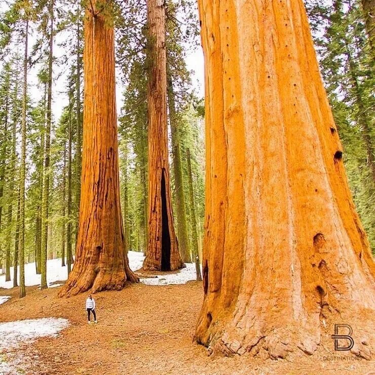 Где растет секвойя на каком. Секвойя Мамонтово дерево. Секвойядендрон гигантский Мамонтово дерево. Секвойя вечнозелёная (Sequoia sempervirens). Секвойя дерево гигант.