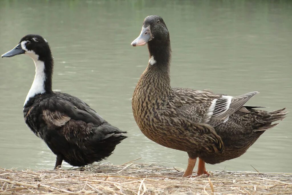 Good duck. Порода уток хаки-Кэмпбелл. Хаки-Кемпбелл порода уток утята. Хаки Кэмпбелл утка. Утка Мулард.