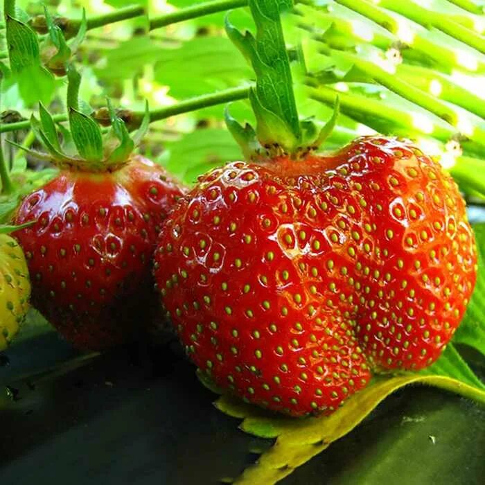 Клубника Fragaria ananassa. Земляника (сорт 'Sweet Colossus®').