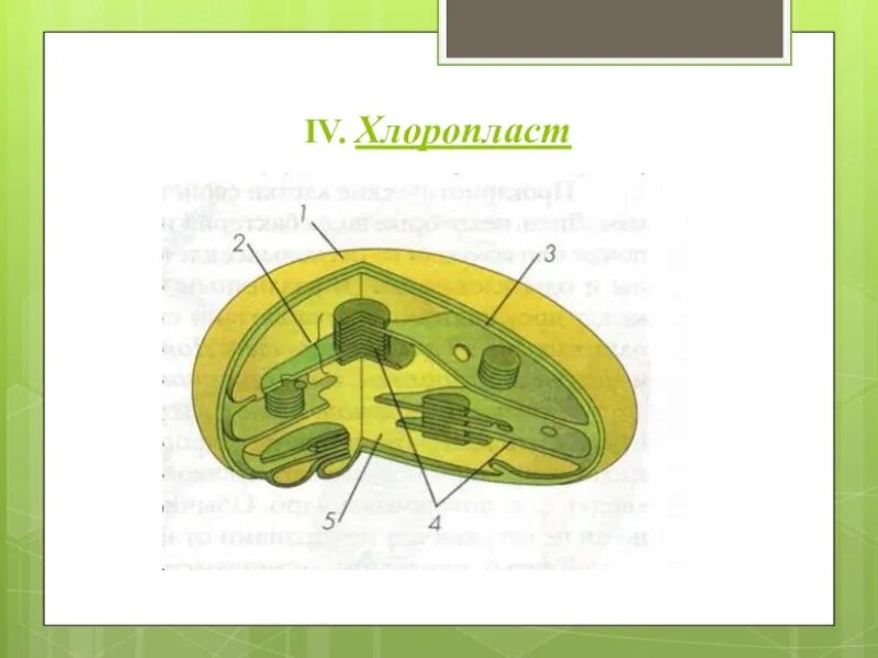 Хлоропласт изображен. Схема строения хлоропласта без подписей. Схема строения хлоропласта. Строение хлоропласта. Хлоропласт в разрезе.