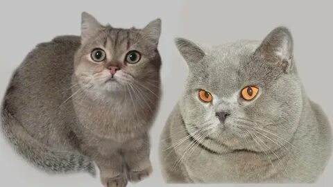 Стандарты британской породы кошек
