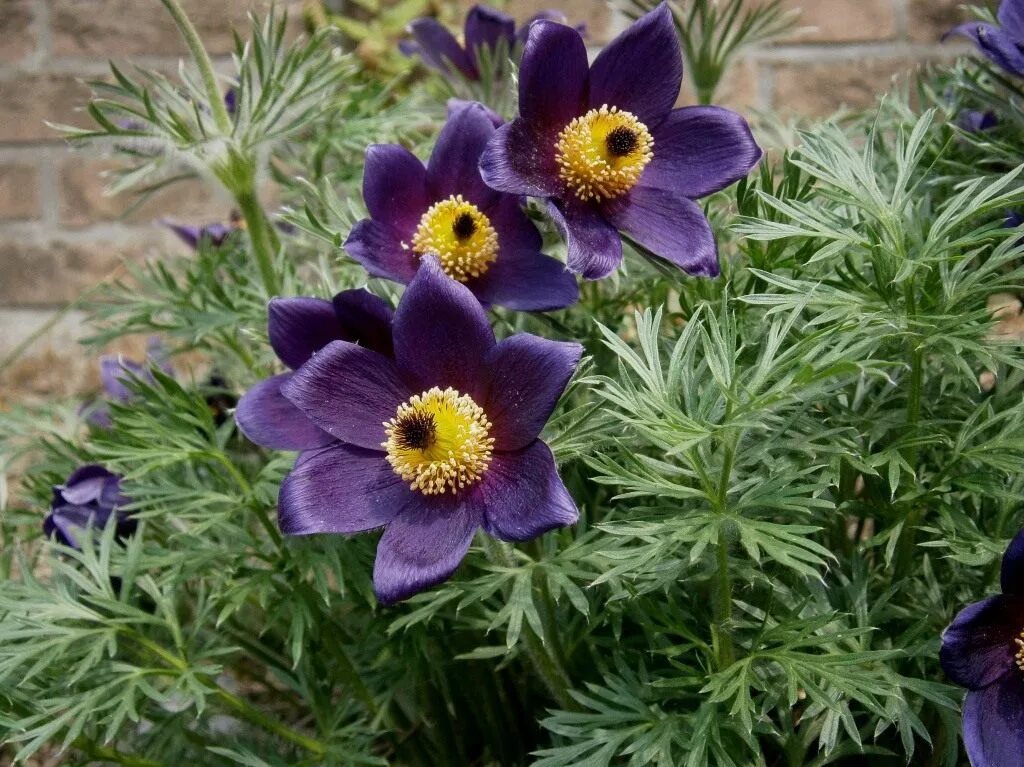 Прострел / Пульсатилла обыкновенный. Прострел обыкновенный (Pulsatilla vulgaris). Прострел, сон-трава, Пульсатилла. Прострел Виолет Шейдес. Пострел цветы