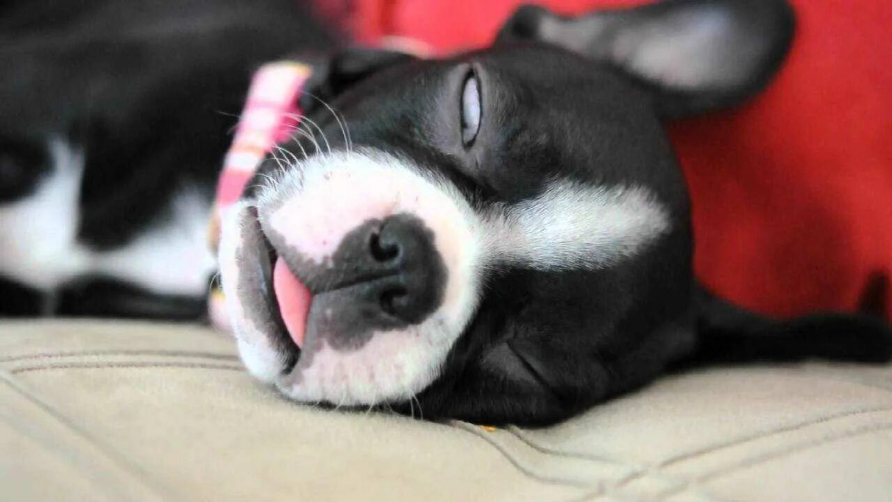 Засыпающие глазки. Сонная собака. Собака с открытыми глазами. Животные спящие с открытыми глазами.