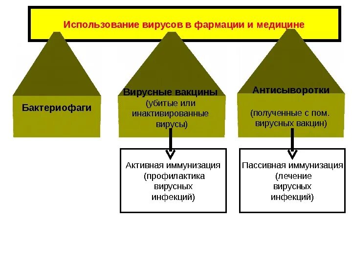 Примеры использования вирусов для пользы человека Вирусы. Строение вирусов презентация онлайн