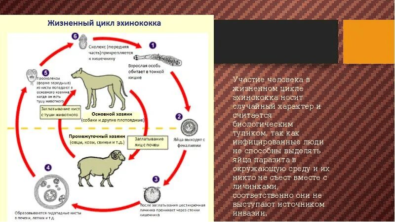 Можно ли считать человека промежуточным хозяином эхинококка. Цикл развития эхинококка. Эхинококк жизненный цикл промежуточный хозяин. Цикл развития эхинококка схема. Эхинококк основной хозяин.