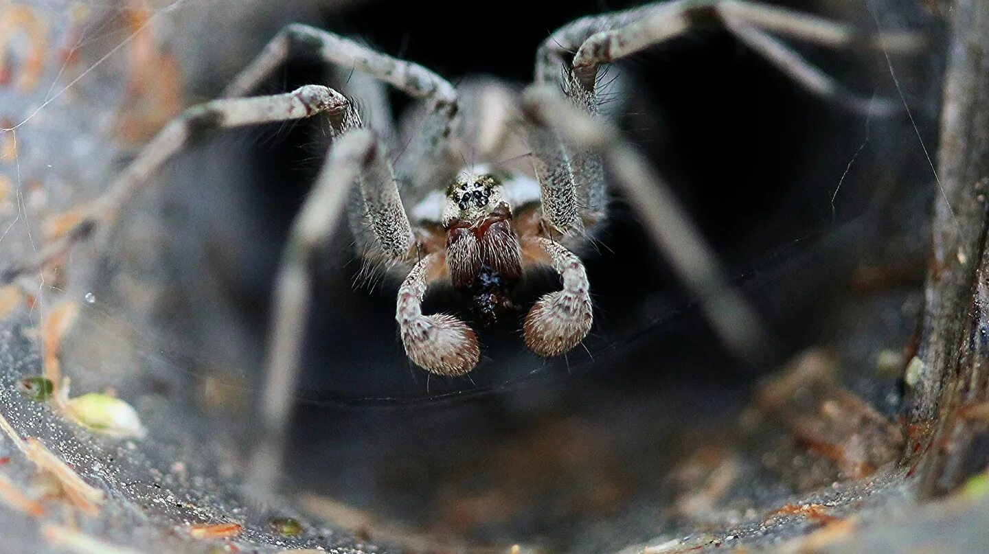 Down spiders. Сиднейский воронковый паук. Паук Sydney Funnel. Сиднейский лейкопаутинный. Сиднейский лейкопаутинный паук Австралия.