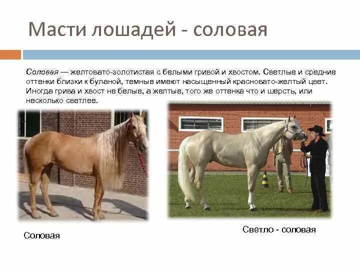 Соловая масть масть лошади. 4 Основных масти лошадей. Масти лошадей описание. Цвета лошадей названия.