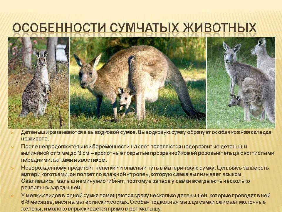 Описание сумчатых животных