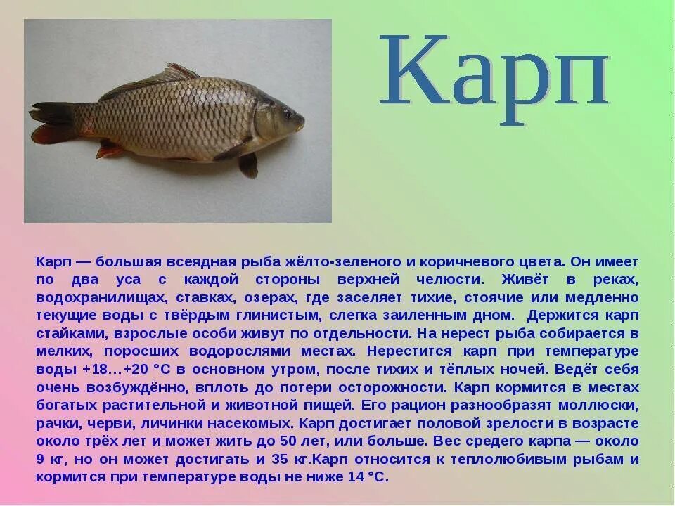 Информация про рыб. Доклад про рыб. Сообщение на тему рыбы. Описание любой рыбы. Рассказ о рыбе.