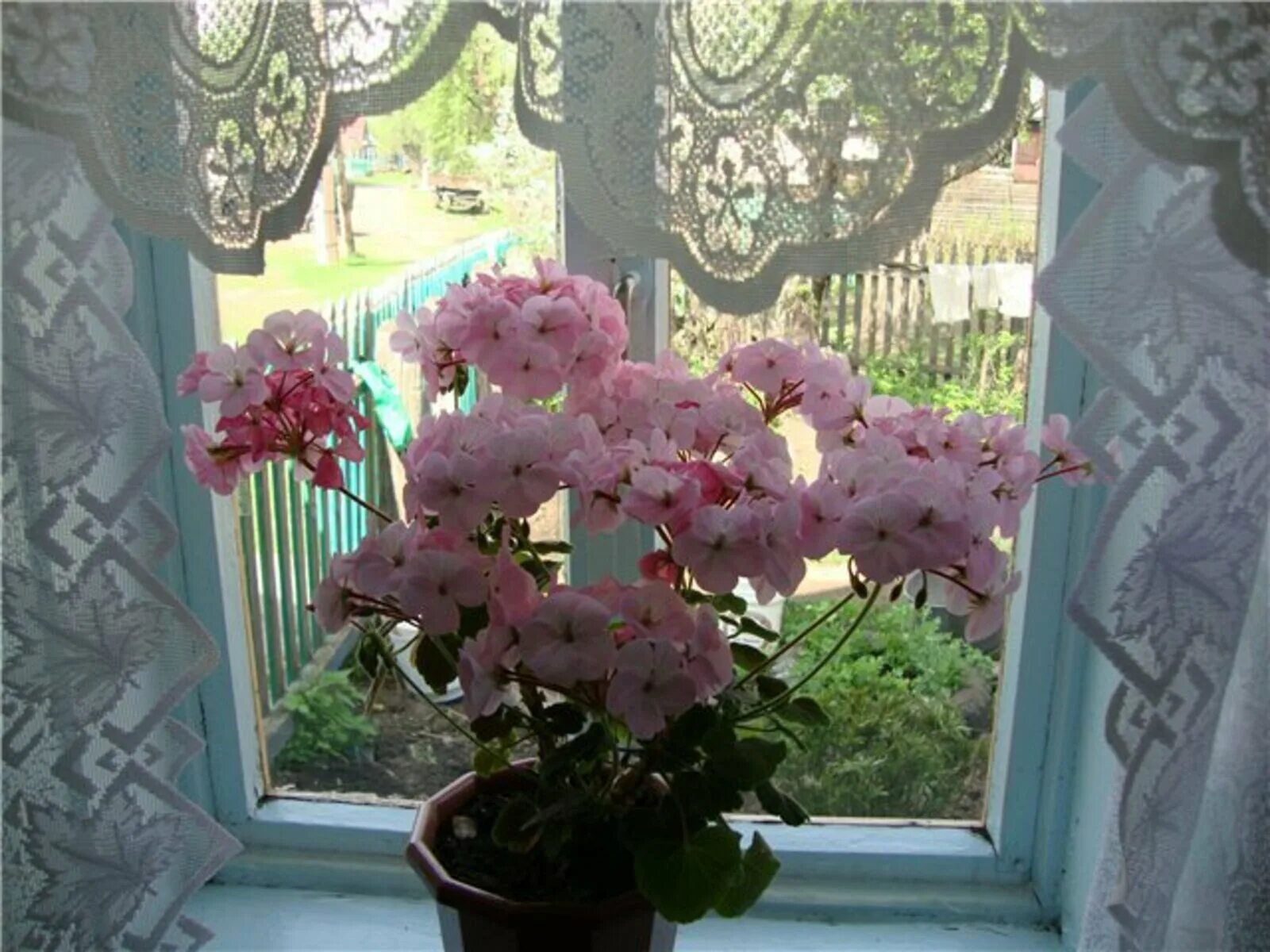 Цветов на бабушкина. Герань Бабушкин цветок. Комнатные растения на подоконнике. Домашние цветы на окне. Пеларгония на окне.