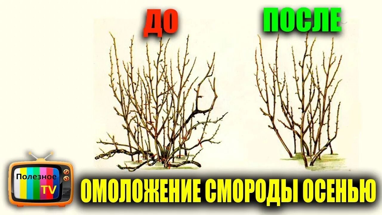 Как подрезать смородину весной. Обрезка куста смородины весной. Обрезка смородины осенью. Обрезка черной смородины весной. Куст смородины обрезка.