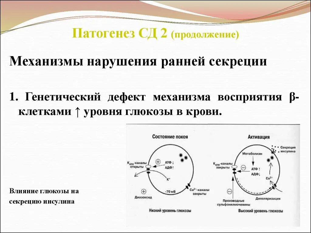 Механизм СД 2. Патогенез СД 2. Патогенез СД. Механизм развития СД 2 типа.