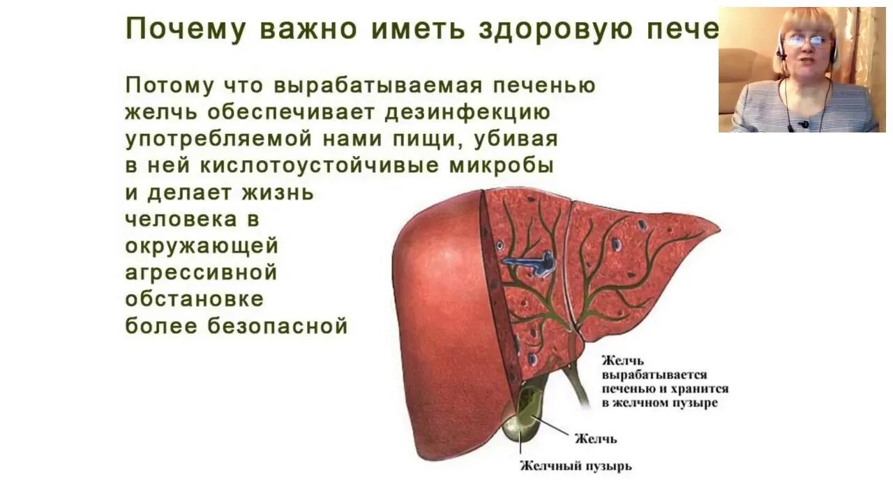 5 причин печень. Интересные факты о печени.