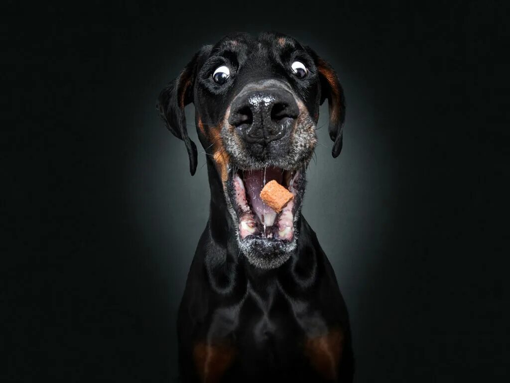 30 лет собаки. Доберман собака. Кристиан вилер фотограф. Смешные собаки. Эмоции собак.