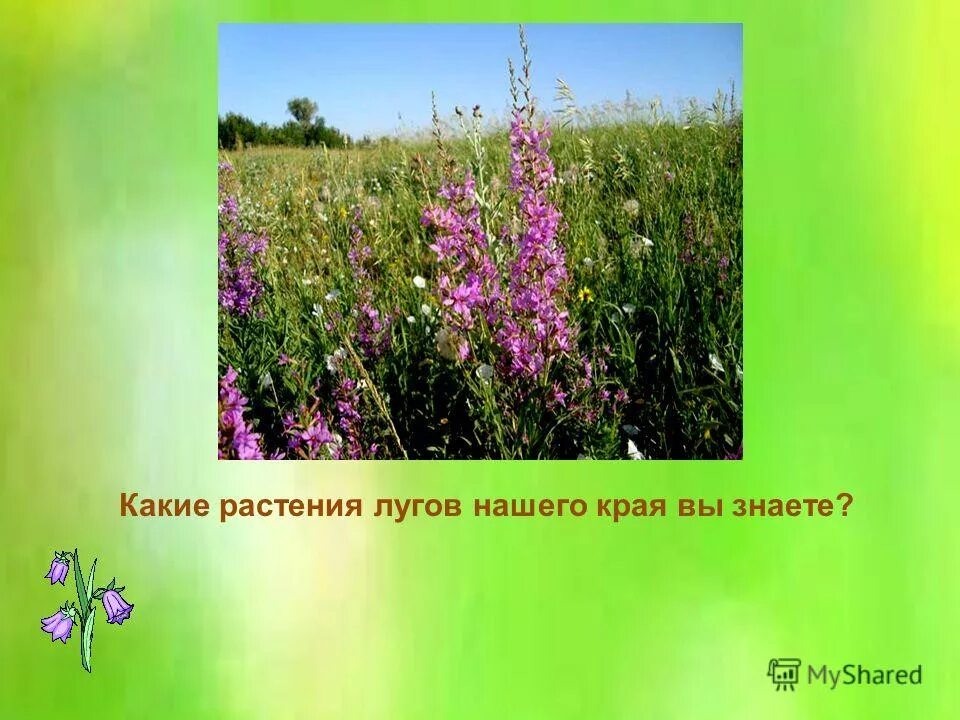 Астраханский растительного происхождения. Все растения нашего края. Луговые растения нашего края. Цветы нашего края. Луговые растения наших краев.