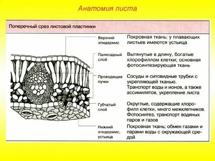 Основной тканью листа является