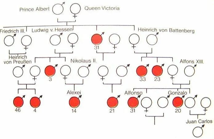 Родословная семьи королевы Виктории наследование гемофилии. Генеалогическое Древо королевы Виктории гемофилия. Родословная королевы Виктории. Гемофилия виктории