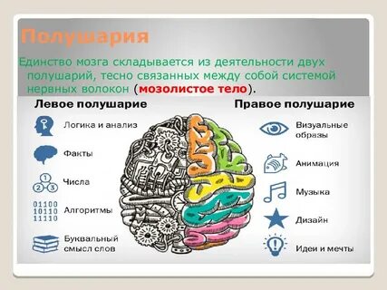 Развитие мозга левое и правое полушарие