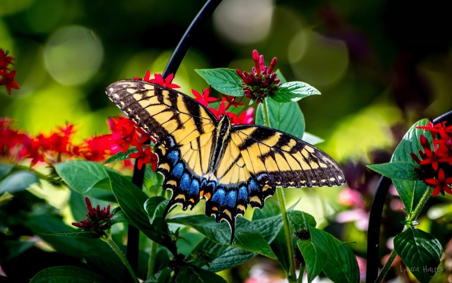 Красивые бабочки на цветах. Парусник Румянцева бабочка. Красивые бабочки. Яркие бабочки. Тропические бабочки на цветах.