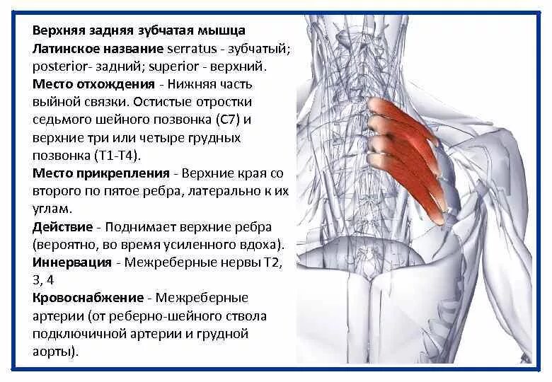 Поднимающая латынь. Нижняя задняя зубчатая мышца иннервация. Мышцы спины верхняя задняя зубчатая мышца. Верхняя задняя зубчатая мышца спины анатомия. Иннервация задней зубчатой мышцы.