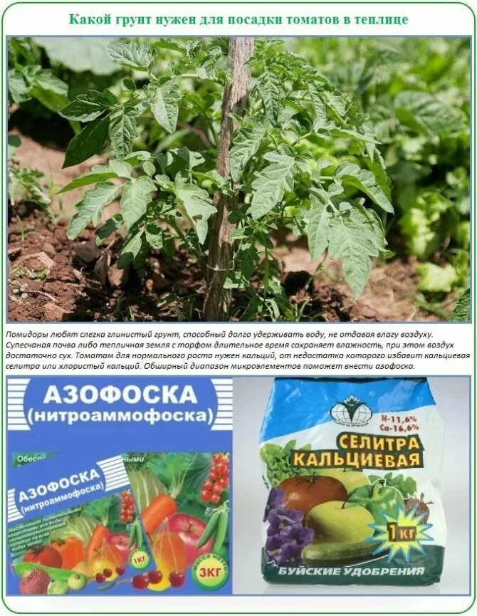 Подкормка томатов после посадки в грунт. Название подкормки для помидор. удобрение для томатов в теплице. лучшие удобрения для томатов. лучшие удобрение для помидор.