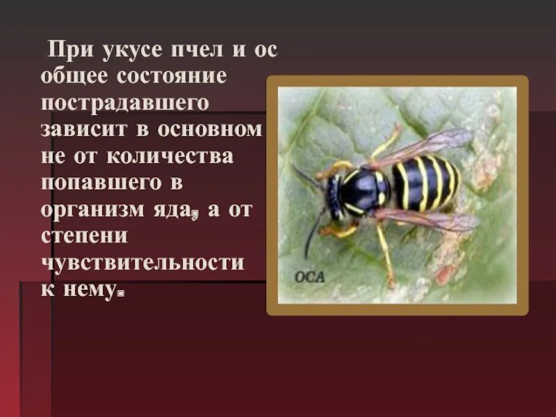 Пчелы 1 разбор. Укусы насекомых и защита от них. При укусах пчел противопоказано.