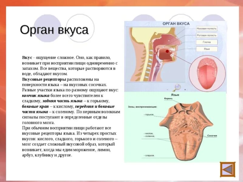 Сообщение о языке 5 класс. Органы осязания обоняния вкуса. Орган осязания обоняния 3 класс. Орган вкуса и обоняния анатомия кратко. Орган вкуса анатомия кратко.