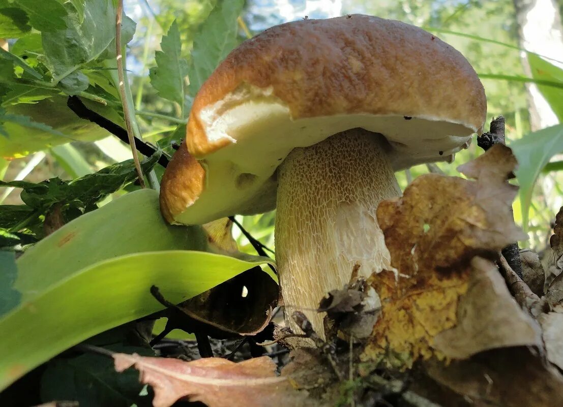 Белый гриб берёзовый Boletus betulicola. Шляпочные грибы белый гриб. Белый гриб шляпка снизу. Белый гриб вид шляпки снизу.