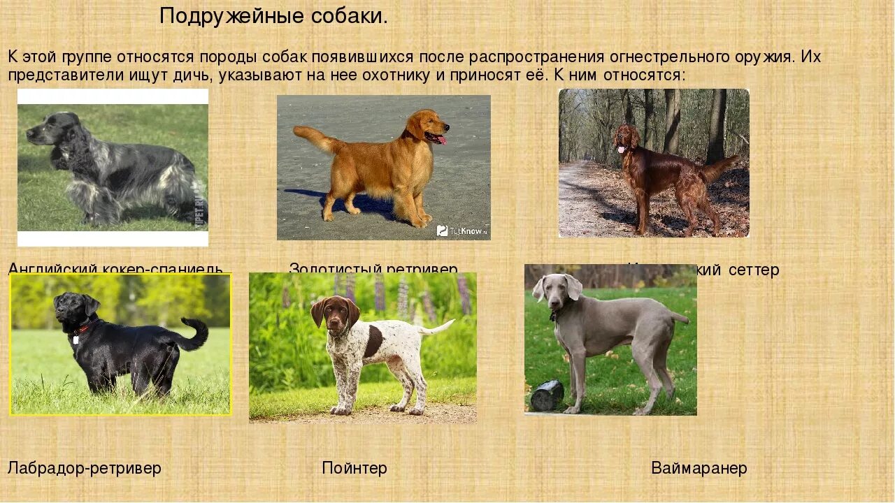Общее название охотничьих комнатных собак. Породы собак названия. виды собак и их названия. разновидности охотничьих собак. список охотничьих собак.