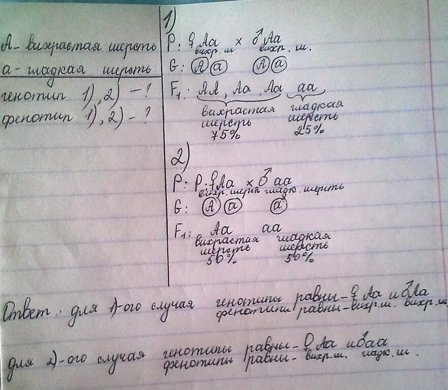 У морских свинок гладкая шерсть определяется рецессивным. У морских свинок вихрастая шерсть определяется доминантным геном. каковы генотипы родителей и потомков. у морских свинок гладкая шерсть определяется рецессивным геном. генотип родителей если 25%.