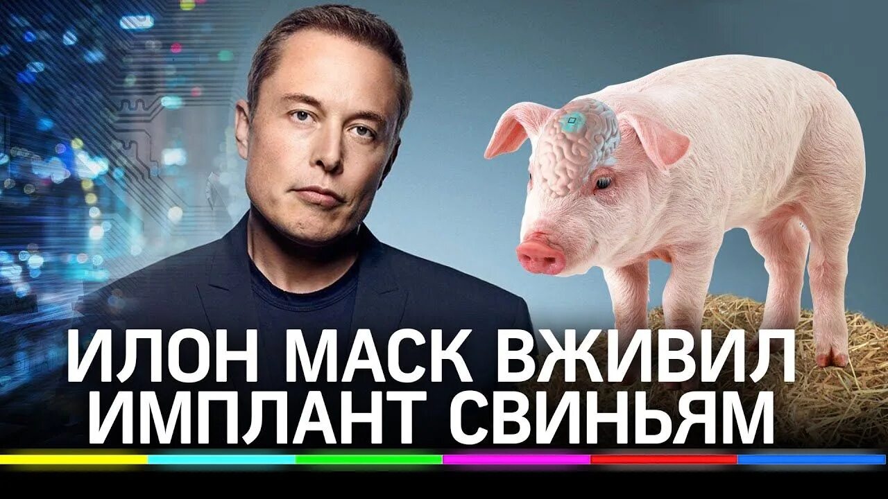Илон маск свинья. Илон Маск чипировал свинью. Свинья с имплантированным чипом. Илон Маск вживил чип в свинью.