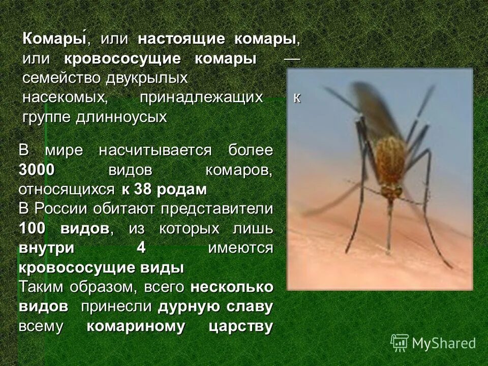 Тип развития. К какому классу животных относится комар. Для чего нужны комары в природе. Комары презентация. К какому классу животных относится комар.