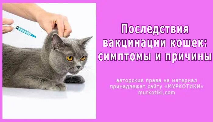 Прививки для кошек. Прививки для кошек котят. Прививки котенку от бешенства. Первая вакцина для котят. Прививка от бешенства кошке как часто делать