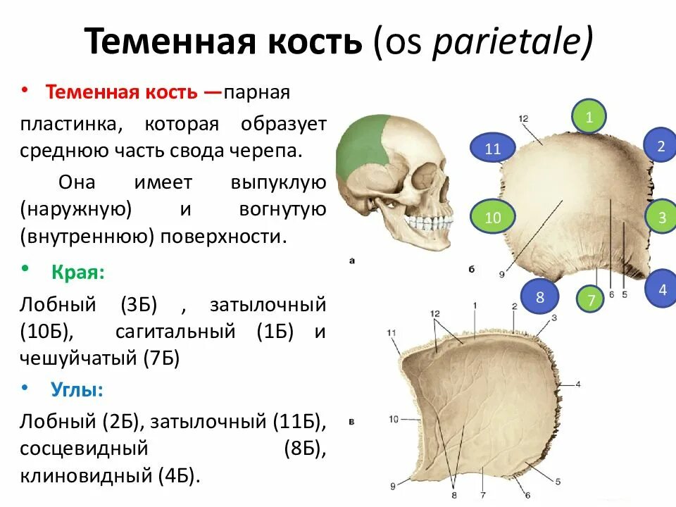Соединение лобной и теменной кости. Кости черепа теменная кость анатомия. Теменная кость черепа строение. Теменная кость Синельников. Теменная кость (os parietale).