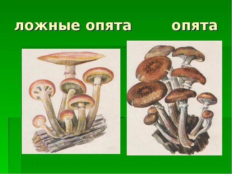 Отличить опенок