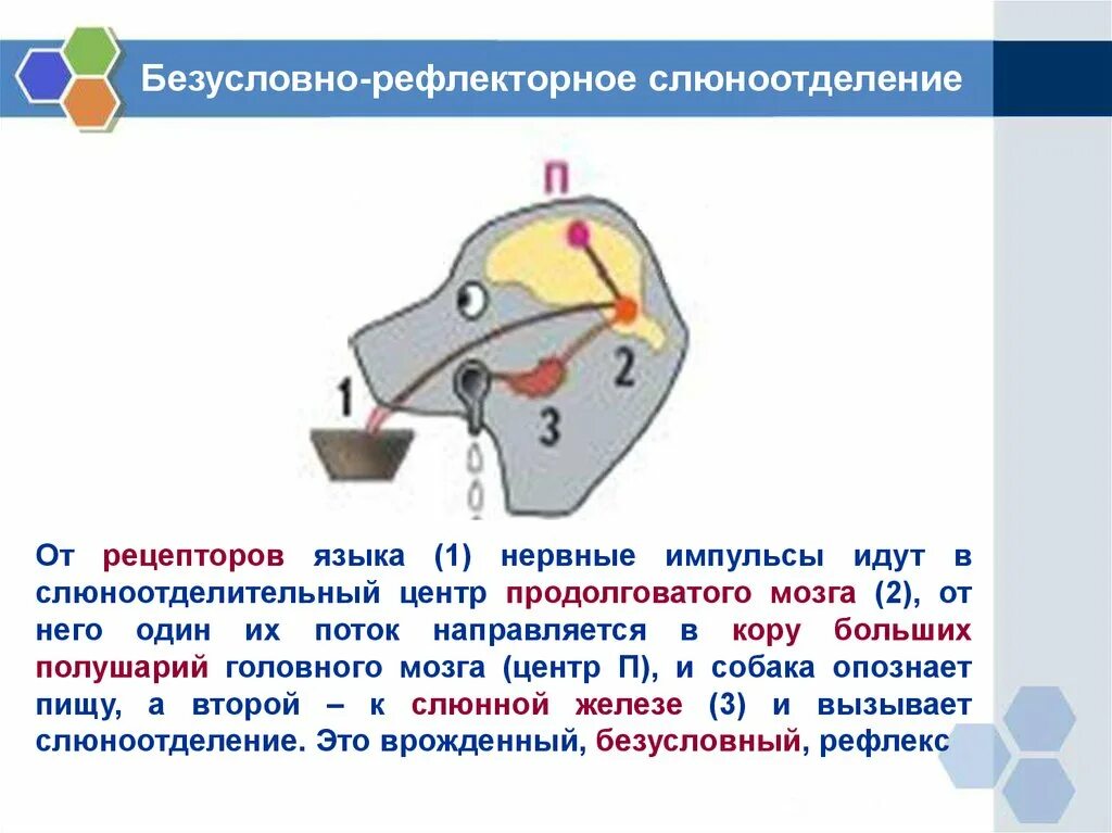 Безусловный рефлекс слюноотделения. Схема условного и безусловного рефлекса слюноотделения. Рефлекторная дуга условного слюноотделительного рефлекса. Слюноотделительный центр безусловного рефлекса. Схема условного рефлекса пищеварение.