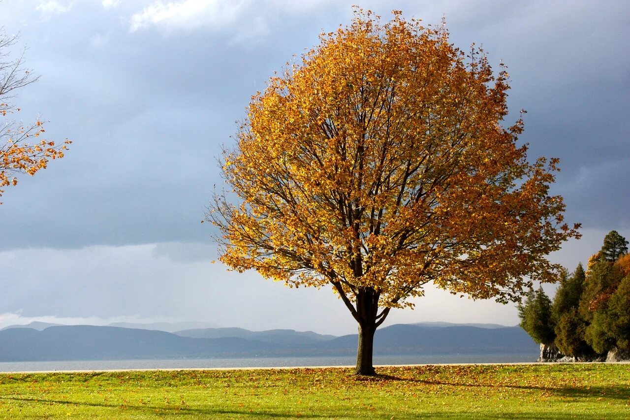 Какая погода в дерево. Осеннее дерево. Деревья осенью. Одинокое осеннее дерево. Дерево с желтыми листьями.