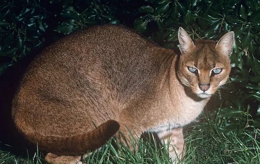 Золотистой род. Золотая кошка (profelis aurata). Золотая кошка Caracal aurata. Кошка Темминка. Золотистая кошка Африка.