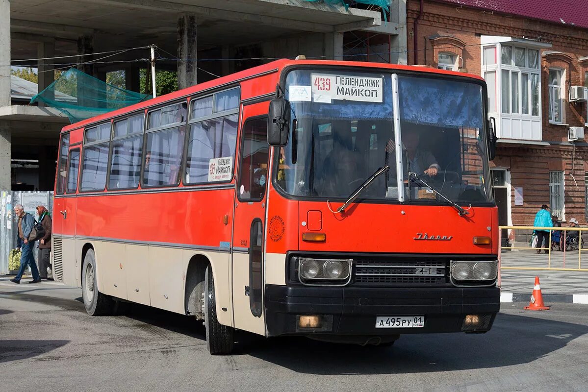 Краснодар майкоп автобус автовокзал. Икарус 256 в Геленджике. Икарус Майкоп Краснодар. Икарус автобус 256_74.