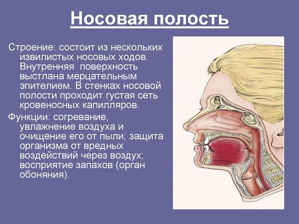 Носовая полость функции кратко. Носовая полость 8 класс биология. Носовая полость строение и функции. Полость носа строение и функции. Полость носа особенности строения