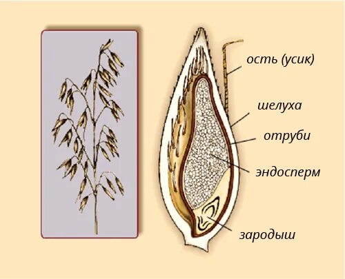 Овес схема. Строение семени овса. Строение зерновки овса. Структура зерновки овса. Строение зерна овса схема.