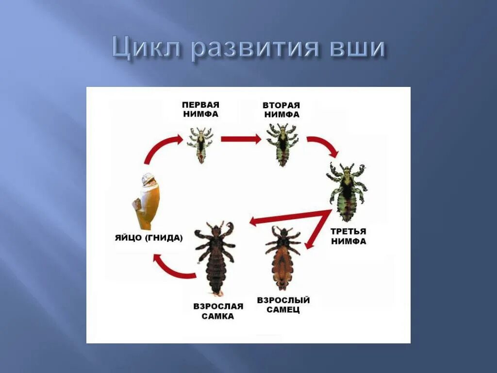 Вши полное или неполное превращение. Вши полное или неполное превращение