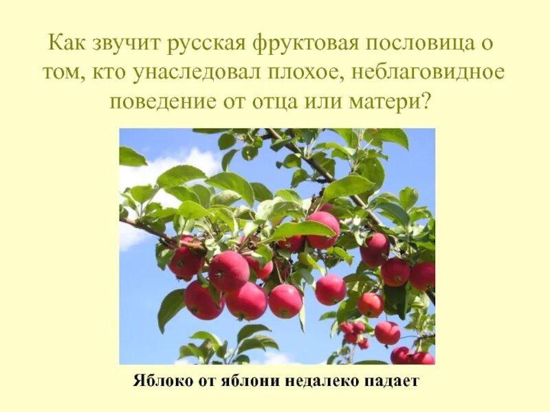 Пословицы яблоко от яблони недалеко. Пословица яблоко от яблони. Яблоко от яблони недалеко падает. Поговорка яблоко от яблони недалеко падает. Пословица яблоня от яблони недалеко.