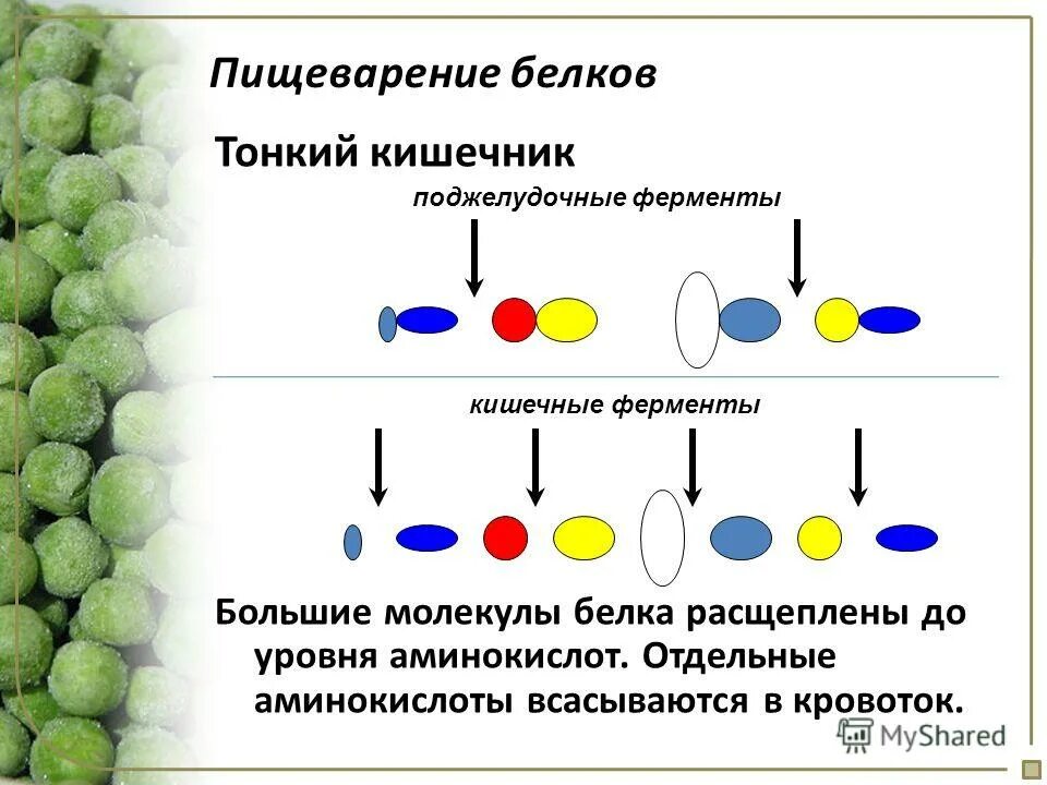 фермент расщепляющий белок. какой фермент расщепляет белки до аминокислот. сущность процессов происходящих в желудочно-кишечном тракте. расщепление белков в процессе пищеварения. переваривание белков биохимия схема.