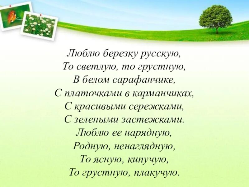 Стих люблю березку русскую. Люблю берёзку русскую то светлую. Стихотворение холмы перелески Луга и поля родная зелёная наша земля.
