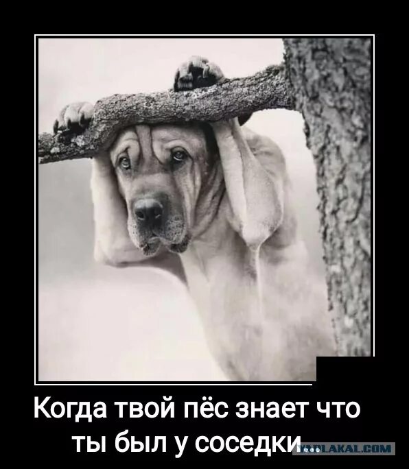 В ее животном бытии