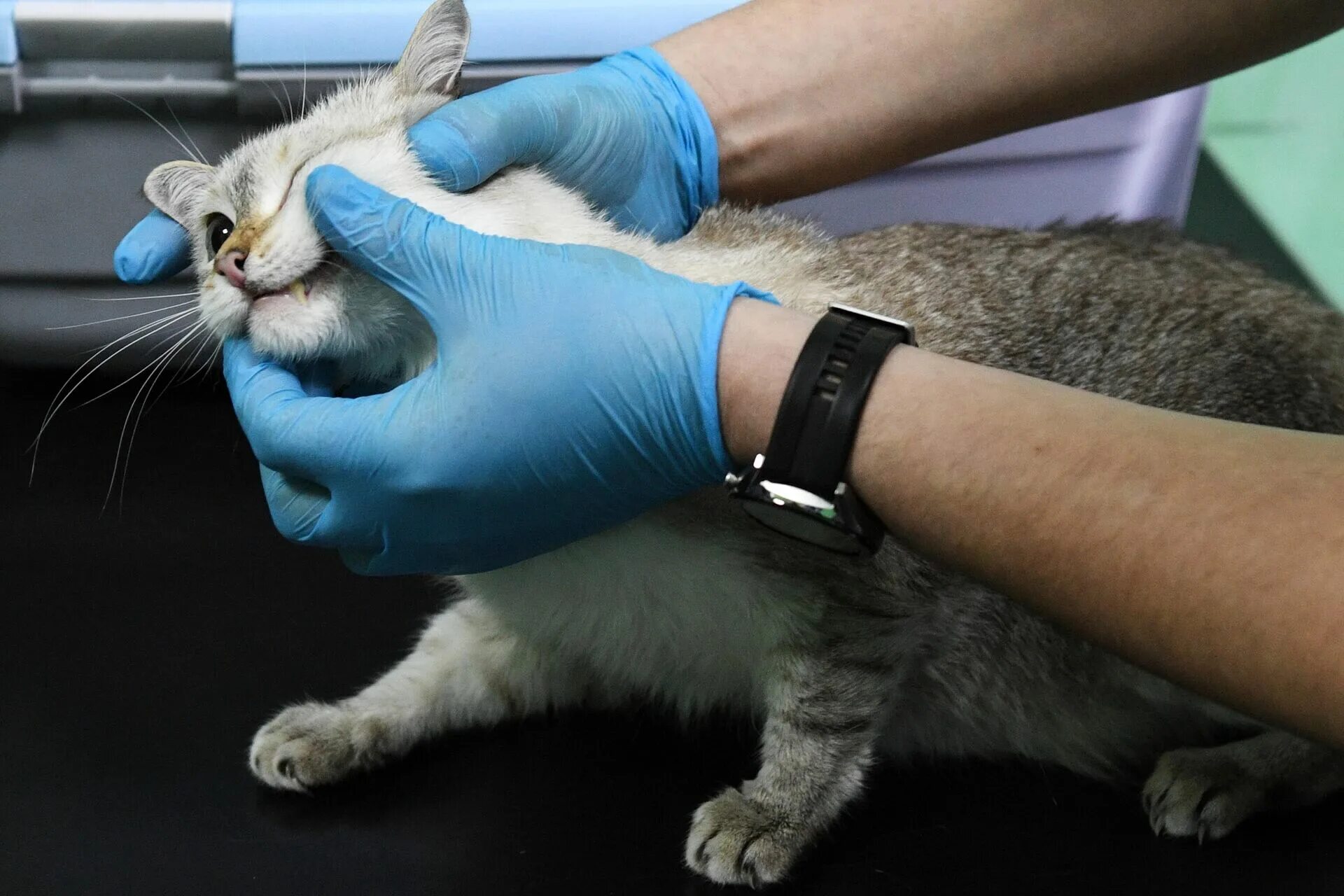 Лучшая прививка для кошек. Вакцинация кошек. Места вакцинации кошек. Вакцинация в хвост кошке. Ветеринар с кошкой.