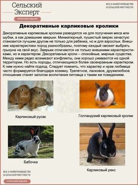 Как отличить породу. Породы домашних кроликов. Кролик карликовый и декоративный разница. Породы кроликов декоративных домашних. Породы карликовых кроликов.