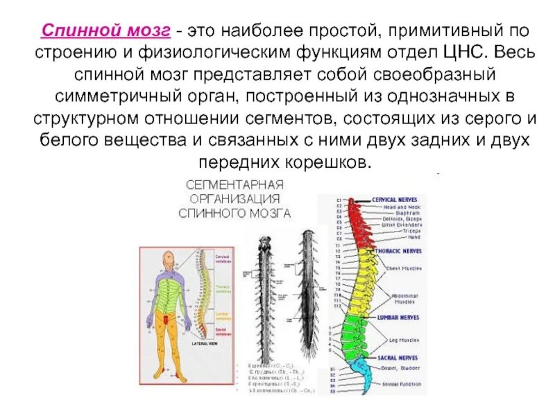 Функции отделов спинного мозга. Физиологические функции спинного мозга. Сегментарные отделы ЦНС. Сегментарные и надсегментарные отделы ЦНС.