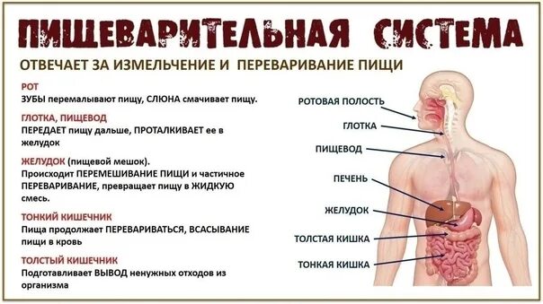 Расположите в правильном порядке процессы пищеварения - Telegraph